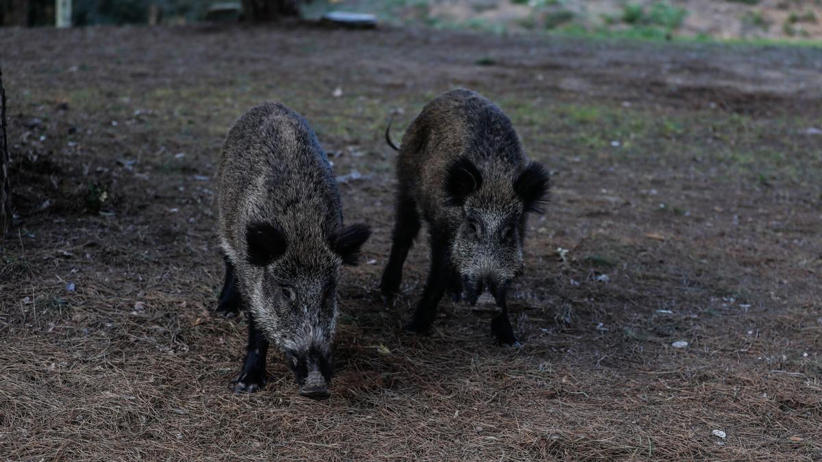ElPeriódico_La Generalitat de Cataluña moviliza a la Unidad Militar de Emergencias para frenar brote de peste porcina en Collserola ElPeriódico_La Generalitat de Cataluña moviliza a la Unidad Militar de Emergencias para frenar brote de peste porcina en Collserola