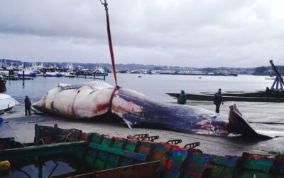 Retiran una ballena de 21 metros del puerto de La Coruña tras varios días a la deriva