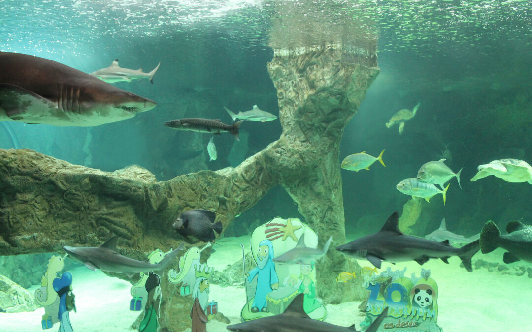 El Zoo de Madrid instala su tradicional belén acuático con apoyo de submarinistas del GEAS