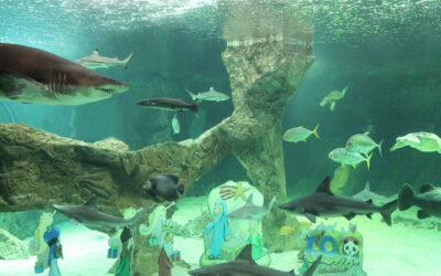 El Zoo de Madrid instala su tradicional belén acuático con apoyo de submarinistas del GEAS