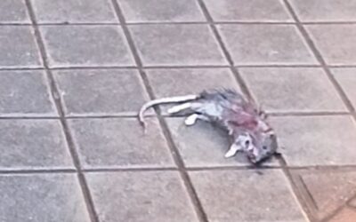 Proliferación de ratas en las calles de Leganés