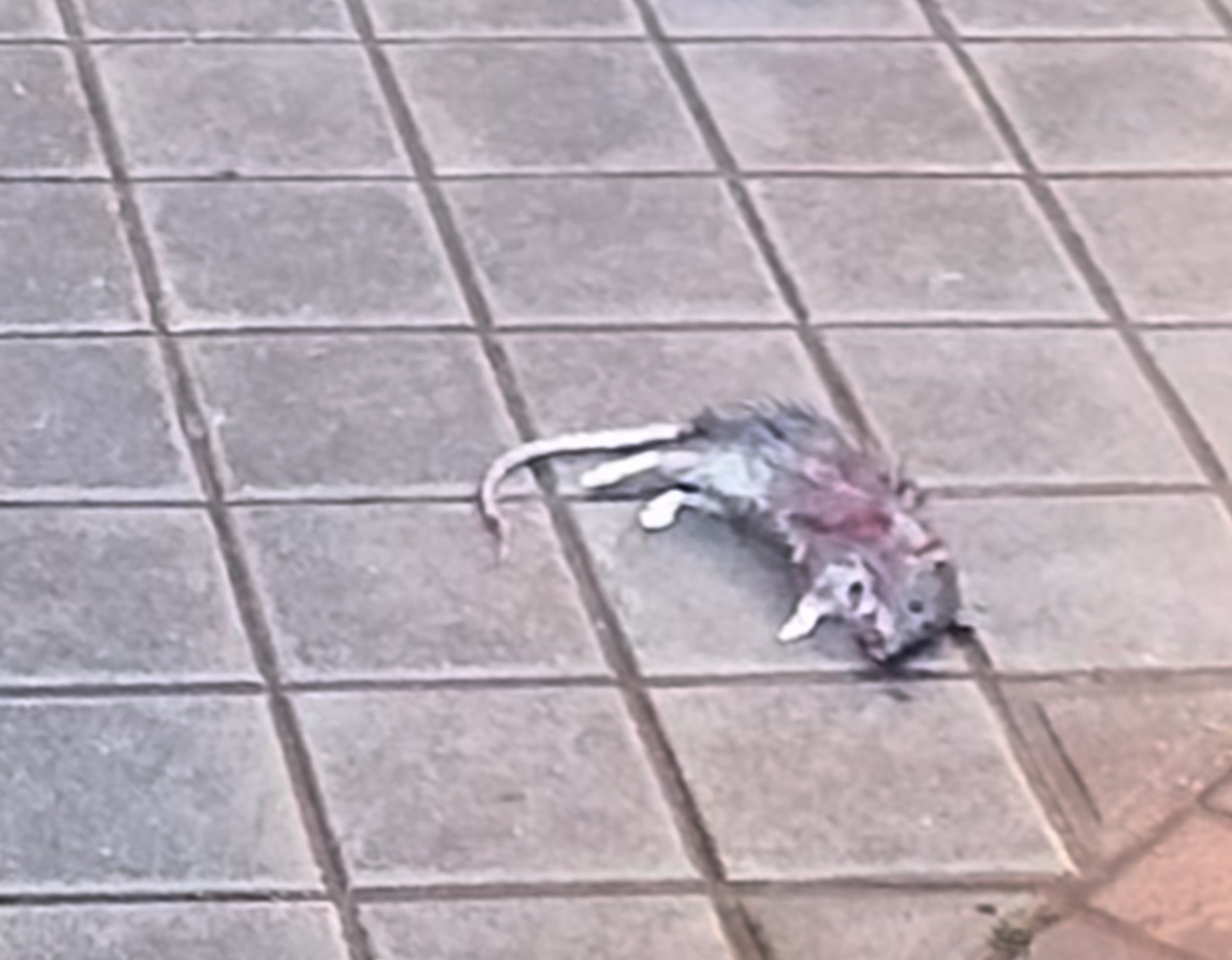 @FeliciaKCollin1_Proliferación de ratas en las calles de Leganés @FeliciaKCollin1_Proliferación de ratas en las calles de Leganés