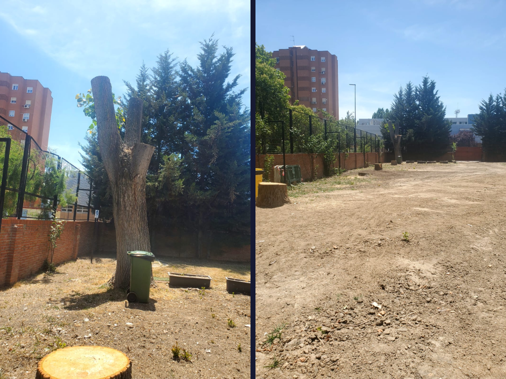 Denuncian falta de árboles en la piscina de El Carrascal: «Nos estamos quedando sin árboles en el barrio» Denuncian falta de árboles en la piscina de El Carrascal: "Nos estamos quedando sin árboles en el barrio"