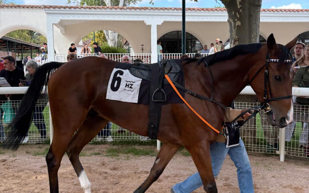 El caballo del Grupo EM, Soltan Gatsby, ha ganado el premio Oktoberfest 2026 del Hipódromo La Zarzuela