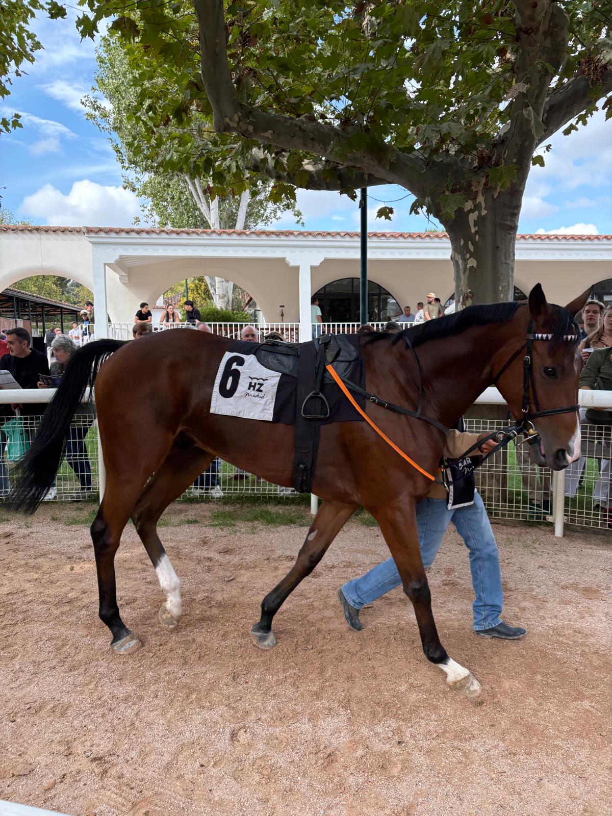El caballo del Grupo EM, Soltan Gatsby, ha ganado el premio Oktoberfest 2026 del Hipódromo La Zarzuela El caballo del Grupo EM, Soltan Gatsby, ha ganado el premio Oktoberfest 2026 del Hipódromo La Zarzuela
